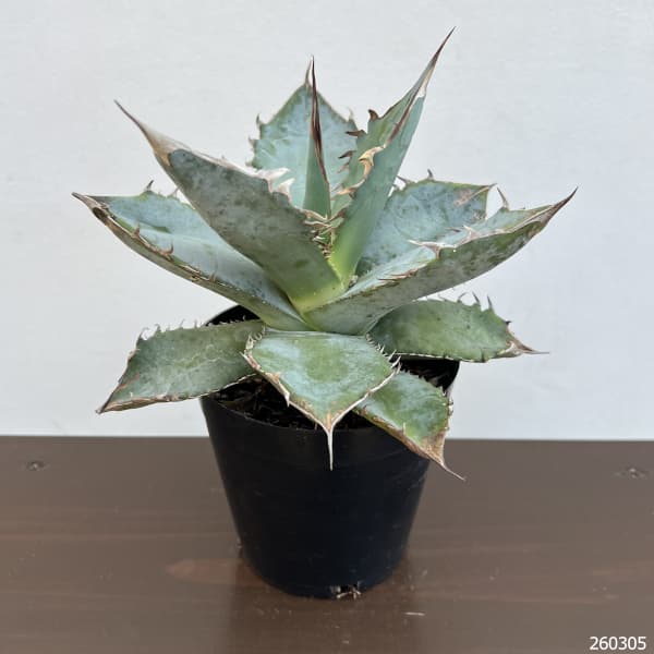 アガベ：チタノタ ホワイトアイス　4.5号