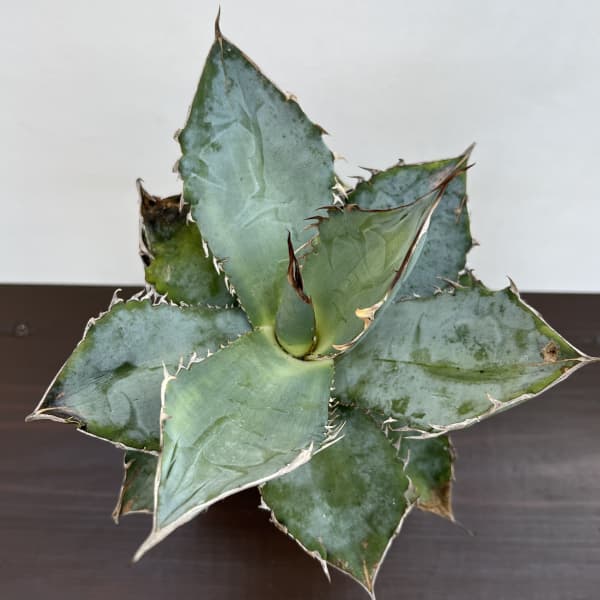 アガベ：チタノタ ホワイトアイス　4.5号