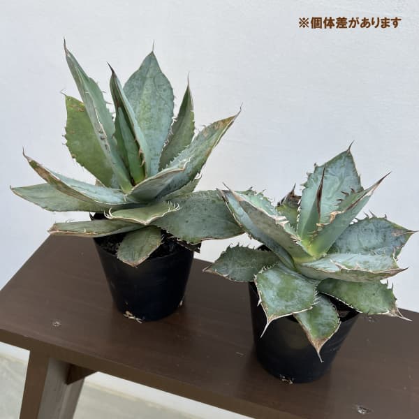 アガベ：チタノタ ホワイトアイス　4.5号
