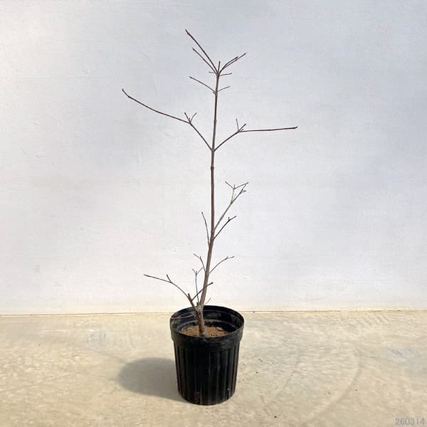 ヤマボウシ：イロドリ（彩）6号ポット