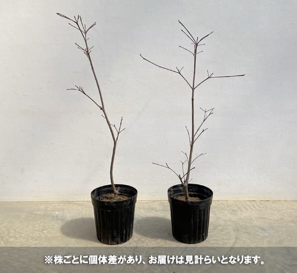 ヤマボウシ：イロドリ（彩）6号ポット