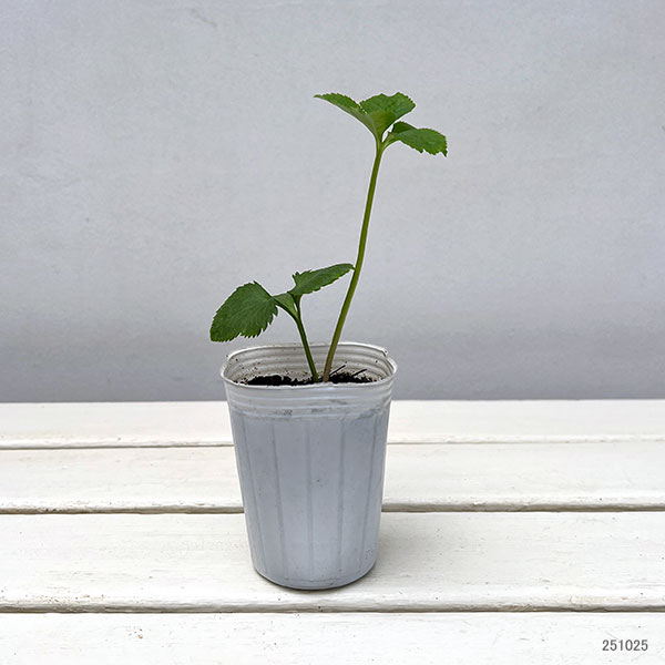 クリスマスローズ:ダブル系 花色ミックス2.5-3.5号ポット 6株セット