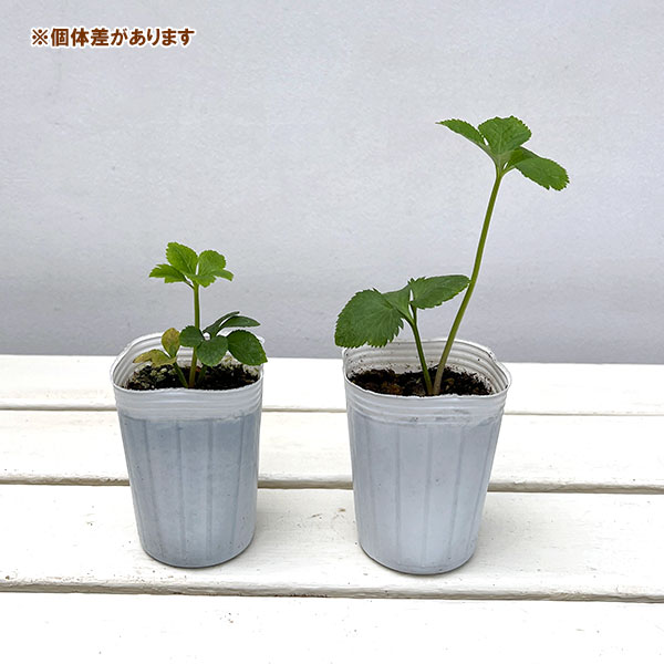 クリスマスローズ:ダブル系 花色ミックス2.5-3.5号ポット 6株セット