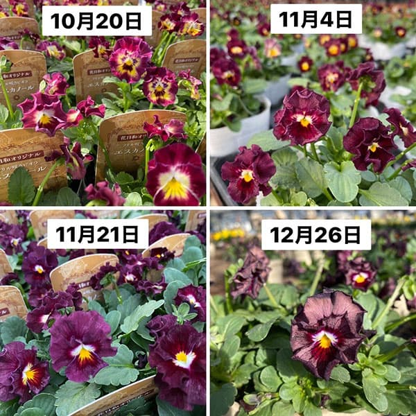 ビオラ（フリル咲き）：エスカノール3-3.5号ポット