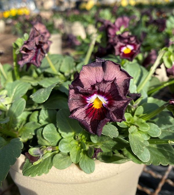 ビオラ（フリル咲き）：エスカノール3-3.5号ポット
