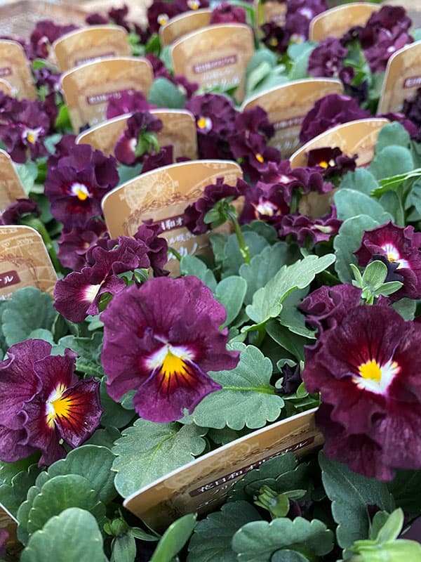 ビオラ（フリル咲き）：エスカノール3-3.5号ポット