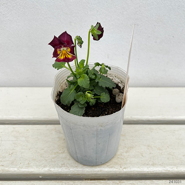 ビオラ（フリル咲き）：エスカノール3-3.5号ポット