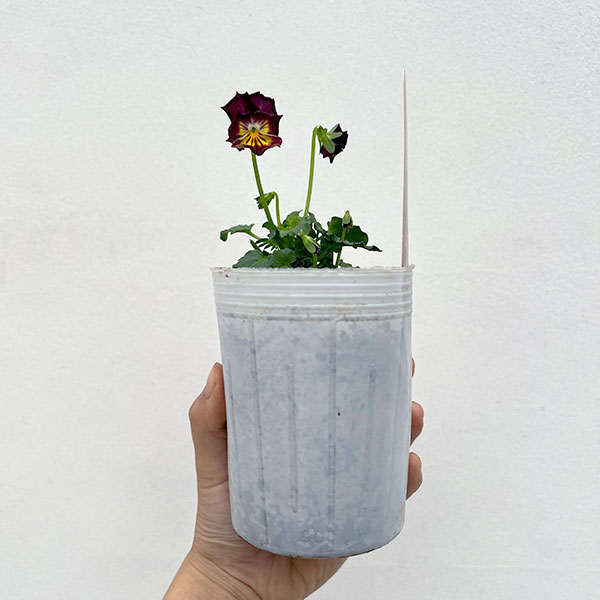 ビオラ（フリル咲き）：エスカノール3-3.5号ポット