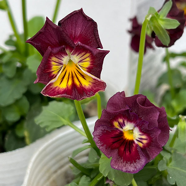 ビオラ（フリル咲き）：エスカノール3-3.5号ポット