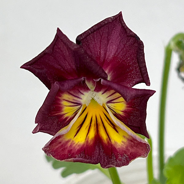 ビオラ（フリル咲き）：エスカノール3-3.5号ポット