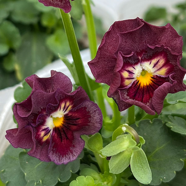 ビオラ（フリル咲き）：エスカノール3-3.5号ポット