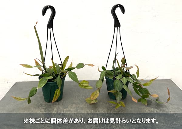リプサリス：エリプティカ　4.5号吊り鉢*