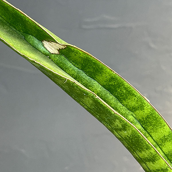 サンセベリア：ベースボールバット　5号鉢植え23-01
