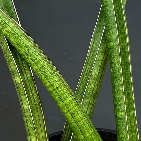 サンセベリア：ベースボールバット　5号鉢植え23-01