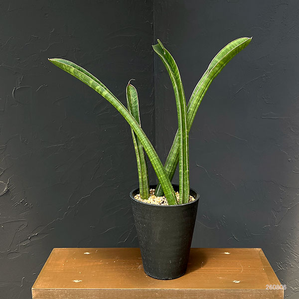 サンセベリア：ベースボールバット　5号鉢植え23-01