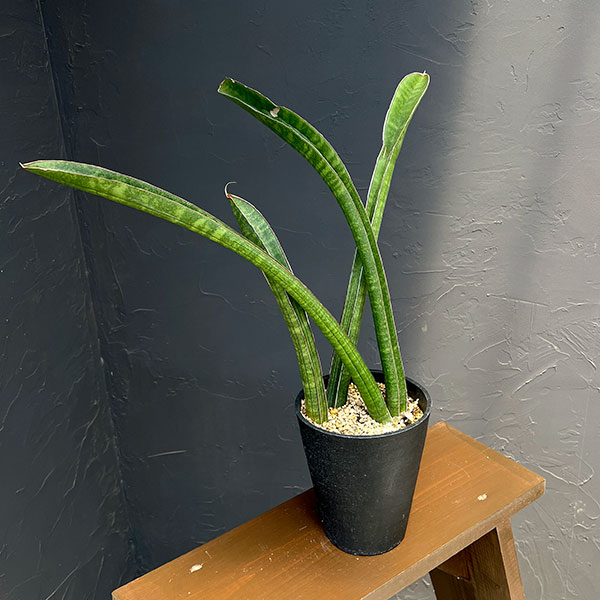 サンセベリア：ベースボールバット　5号鉢植え23-01