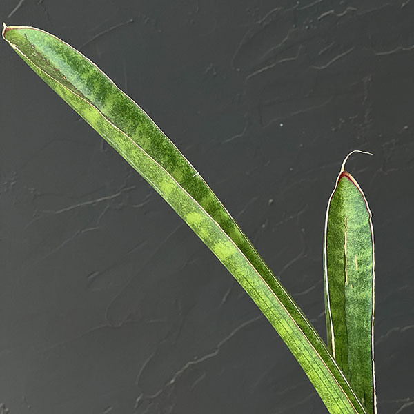 サンセベリア：ベースボールバット　5号鉢植え23-01