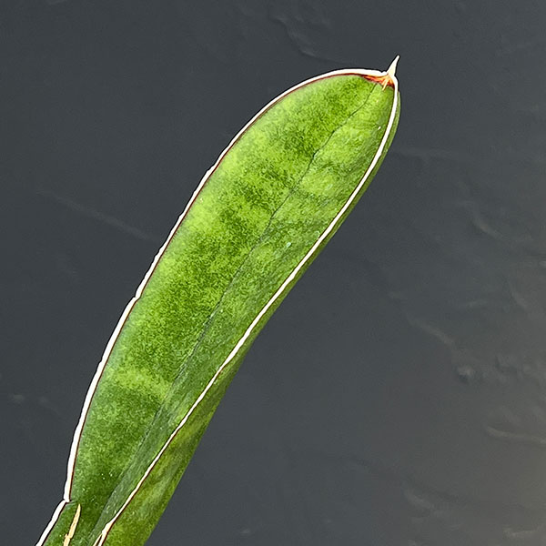 サンセベリア：ベースボールバット　5号鉢植え23-01