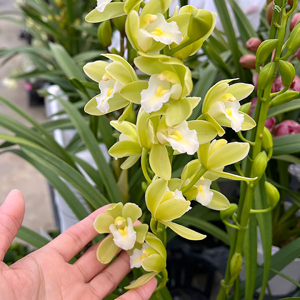 （わけあり特価）テーブルシンビジウム：スプリングソング2本立ち　5号鉢植え（皿付き）