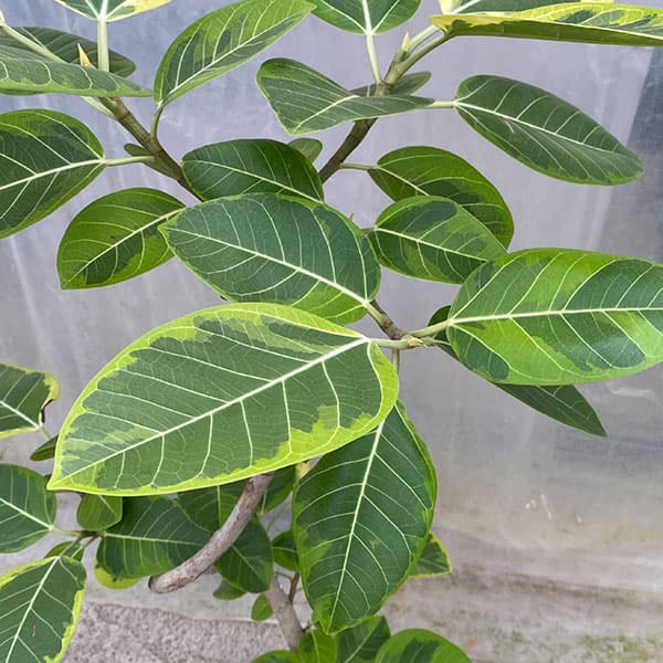 [送料無料]フィカス：アルテシマ　8号ラスターポット鉢付