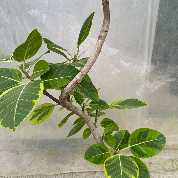 [送料無料]フィカス：アルテシマ　8号ラスターポット鉢付