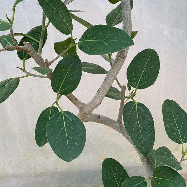 [送料無料]フィカス：ベンガレンシス　8号ラスターポット鉢付