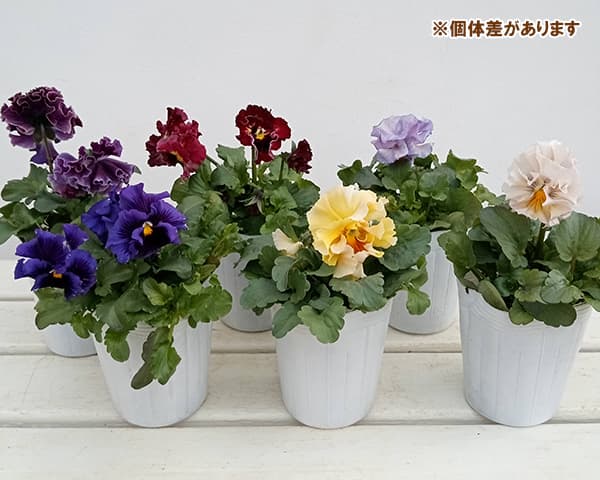 パンジー：ワッフル（花色いろいろ）3～3.5号ポット* の通販