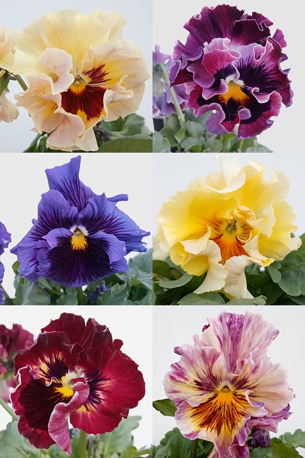 園芸ネット本店｜パンジー：ワッフル（花色いろいろ）3～3.5号ポット