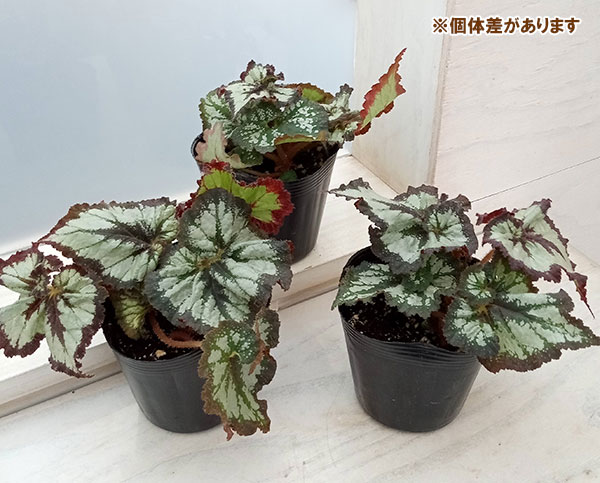 うずまきベゴニア:チャイナカール3.5号ポット