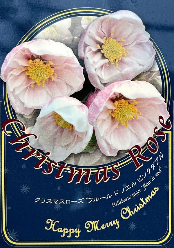 クリスマスローズ（原種系）：フルール　ド　ノエル（ニゲル）　ピンク（セミダブル）4号ポット