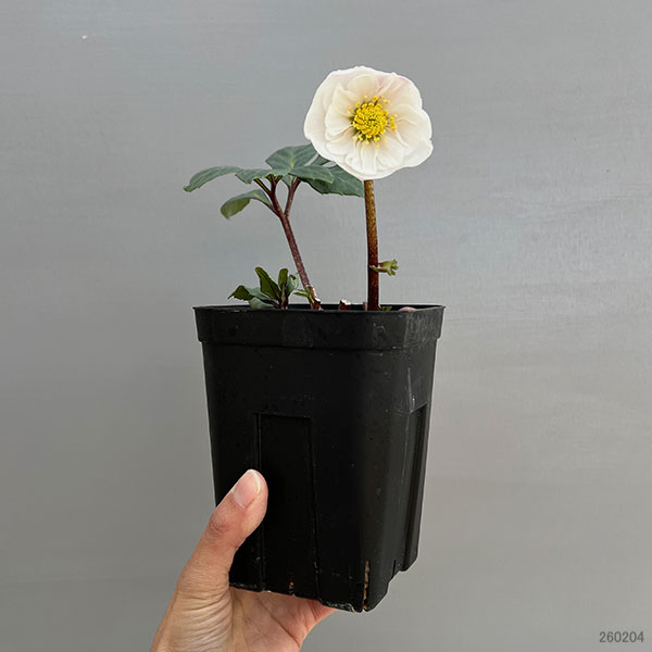 クリスマスローズ（原種系）：フルール　ド　ノエル（ニゲル）　ピンク（セミダブル）4号ポット