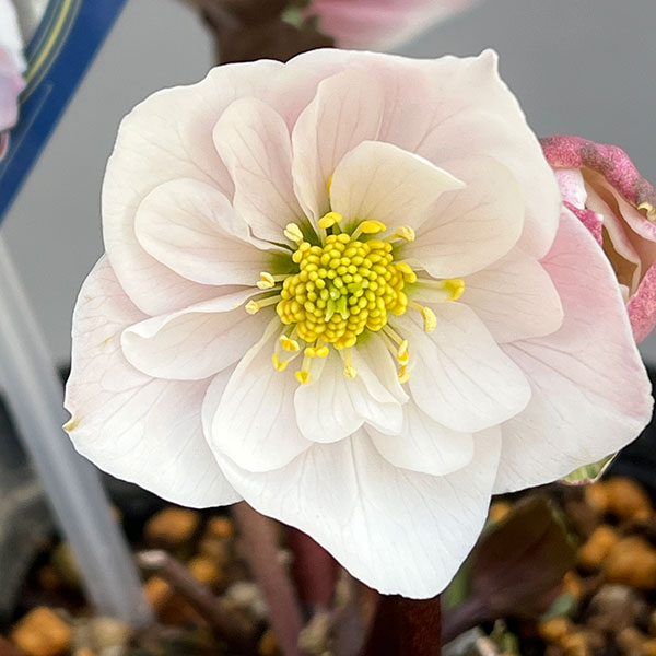 クリスマスローズ（原種系）：フルール　ド　ノエル（ニゲル）　ピンク（セミダブル）4号ポット