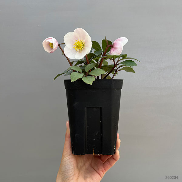 クリスマスローズ（原種系）：フルール　ド　ノエル（ニゲル）　ピンク4号ポット