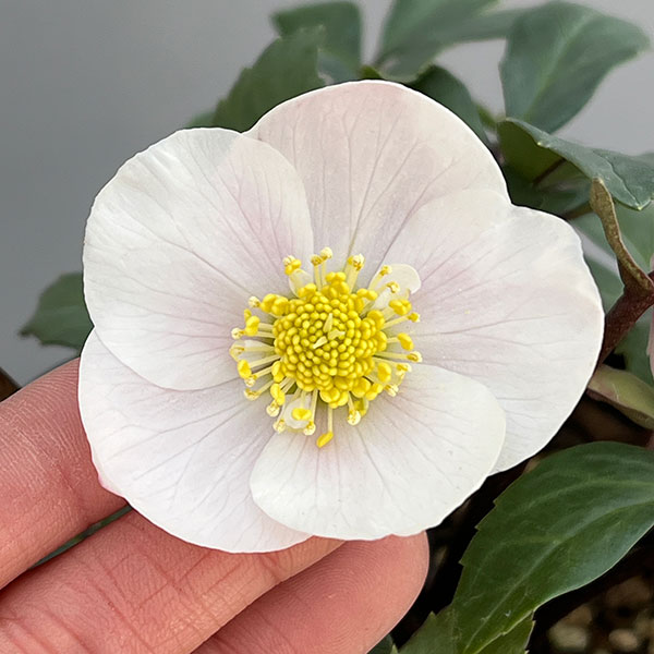 クリスマスローズ（原種系）：フルール　ド　ノエル（ニゲル）　ピンク4号ポット