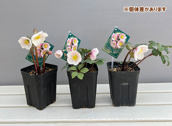 クリスマスローズ（原種系）：フルール　ド　ノエル（ニゲル）　ピンク4号ポット