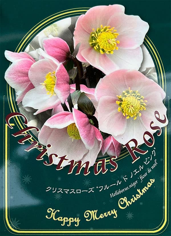クリスマスローズ（原種系）：フルール　ド　ノエル（ニゲル）　ピンク4号ポット