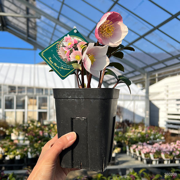 クリスマスローズ（原種系）：フルール　ド　ノエル（ニゲル）　ピンク4号ポット