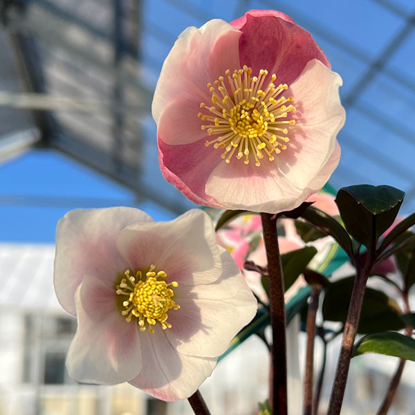 クリスマスローズ（原種系）：フルール　ド　ノエル（ニゲル）　ピンク4号ポット