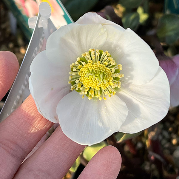 クリスマスローズ（原種系）：フルール　ド　ノエル（ニゲル）　ピンク4号ポット