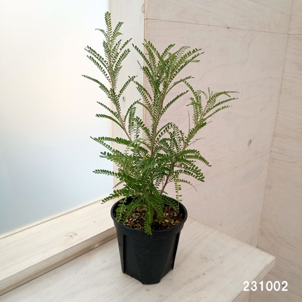 ソフォラ:ドラゴンズゴールド 5号鉢植え