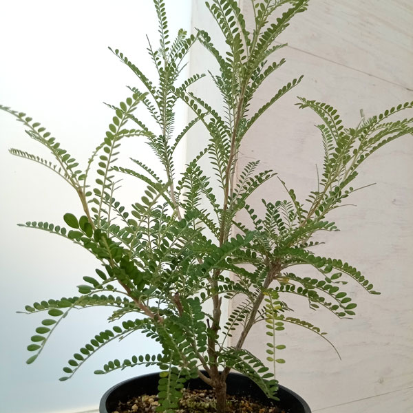 ソフォラ:ドラゴンズゴールド 5号鉢植え