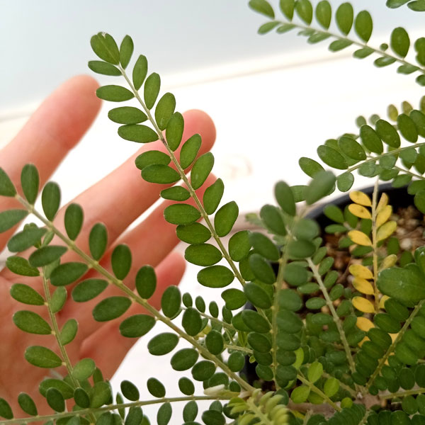 ソフォラ:ドラゴンズゴールド 5号鉢植え