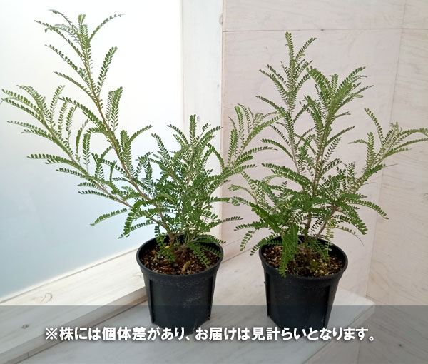 ソフォラ:ドラゴンズゴールド 5号鉢植え
