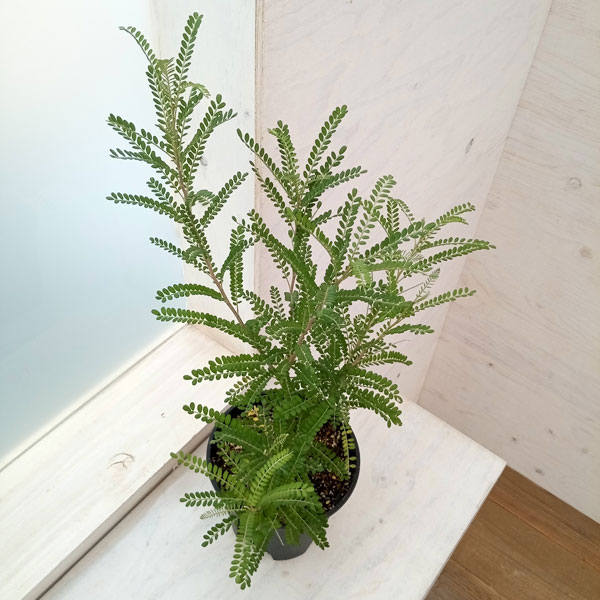 ソフォラ:ドラゴンズゴールド 5号鉢植え