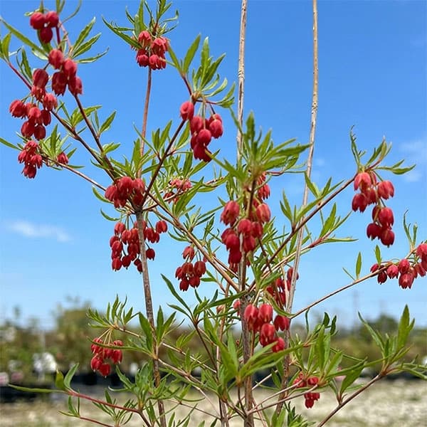 ドウダンツツジ：柳葉紅花ドウダン4.5-5号ポット