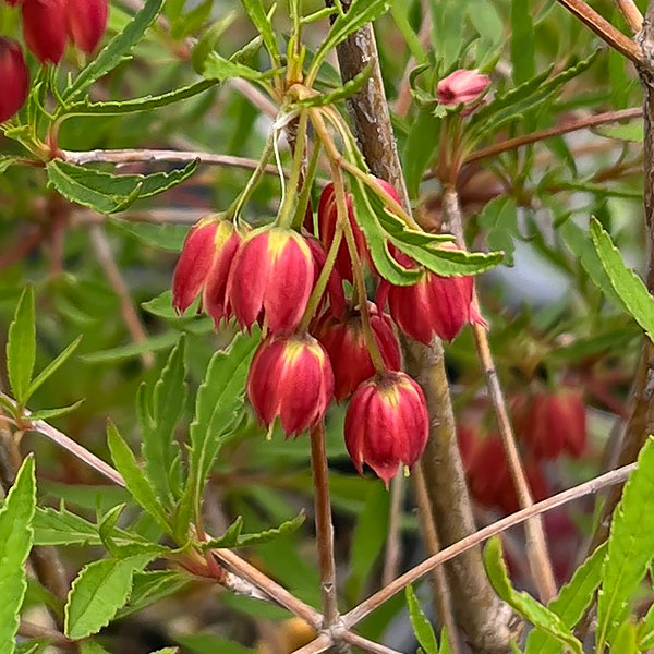 ドウダンツツジ：柳葉紅花ドウダン4.5-5号ポット