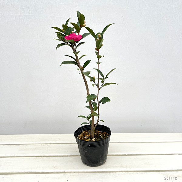 サザンカ（山茶花・カンツバキ）：紅乙女（コウオトメ）4号ポット[11月～3月頃開花　童謡にうたわれる郷愁の花木]