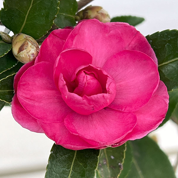 サザンカ（山茶花・カンツバキ）：紅乙女（コウオトメ）4号ポット[11月～3月頃開花　童謡にうたわれる郷愁の花木]