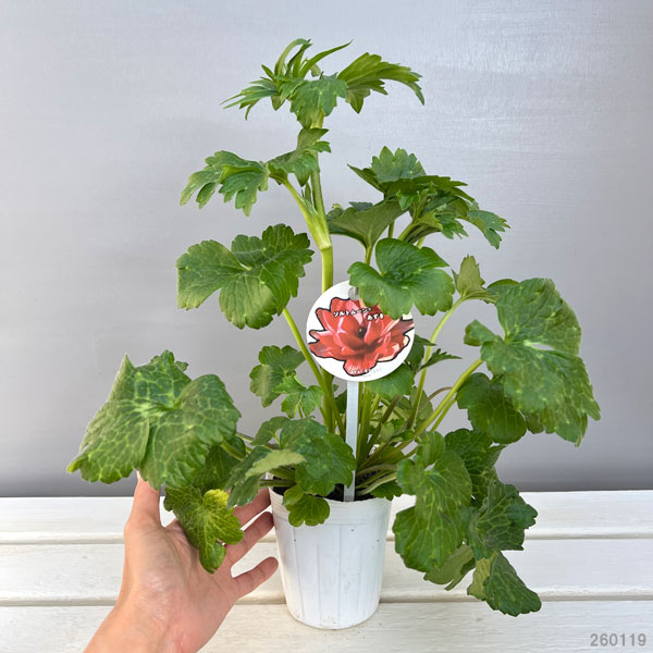 ラナンキュラス：ソルトムーン　あずき3.5-4号ポット