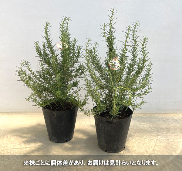 ローズマリー(立性):セイラム(セイレム)7号鉢植え
